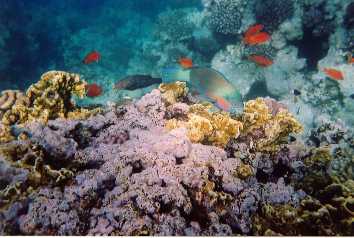 Temple Reef Шарм-Эль-Шейх