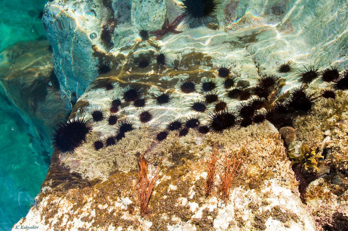 Дальневосточный морской заповедник