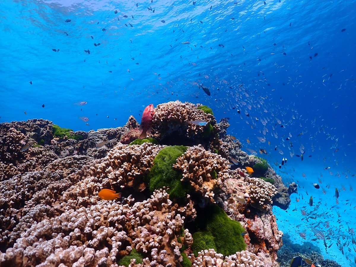 Андаманское море подводный мир
