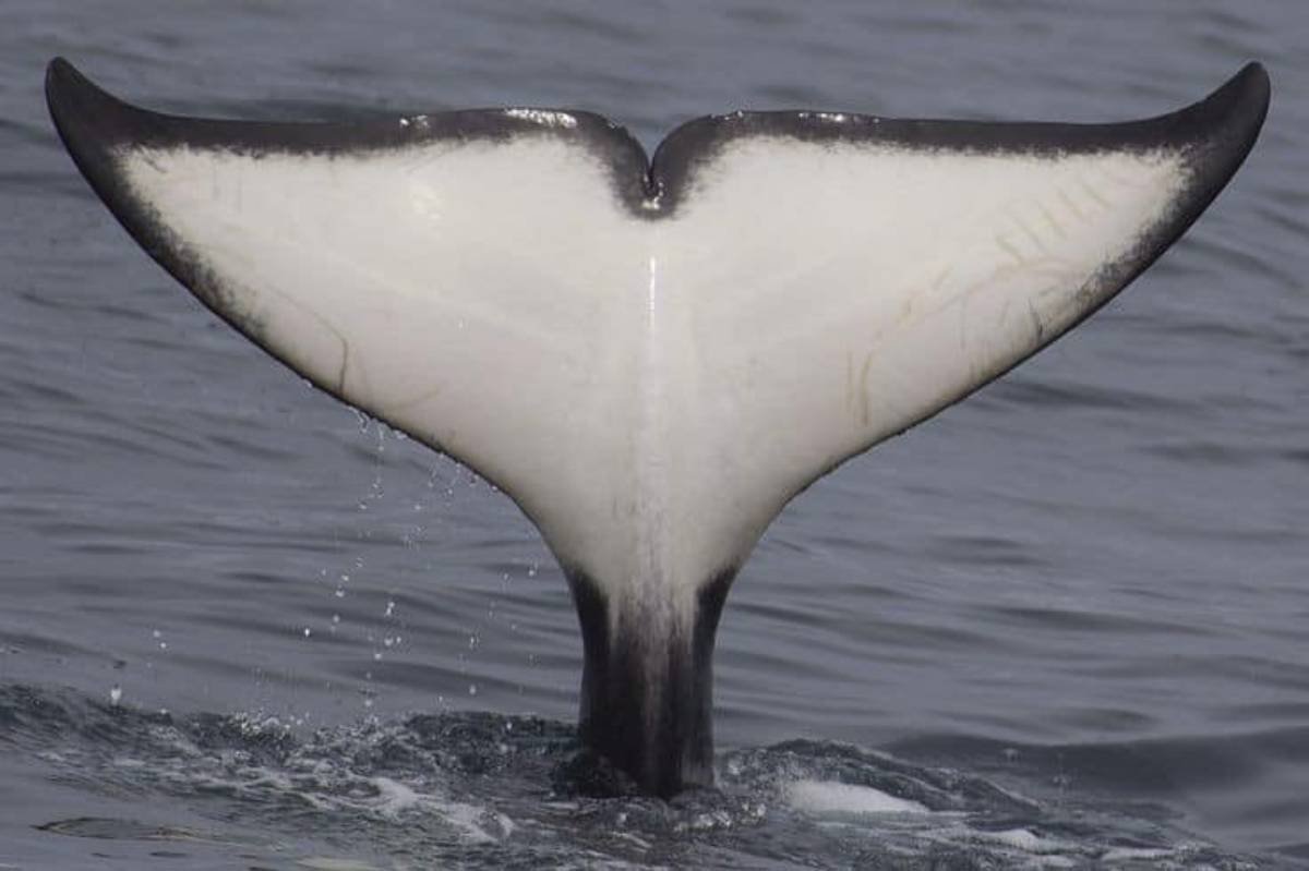 Whale Tail fin