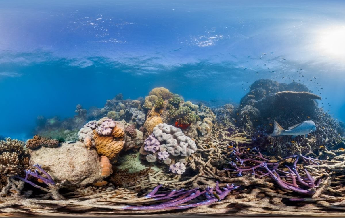 Lewis Reef