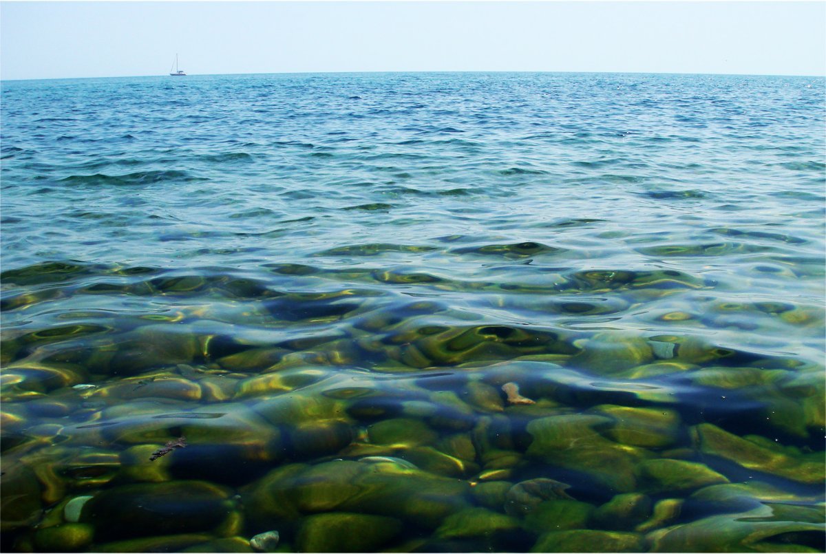 Водоросли черного моря Крым