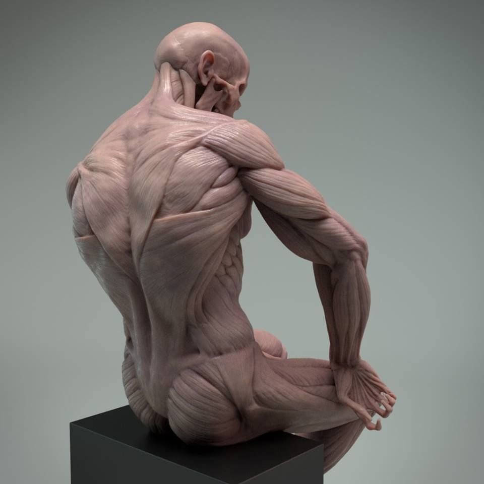 Экорше для Zbrush