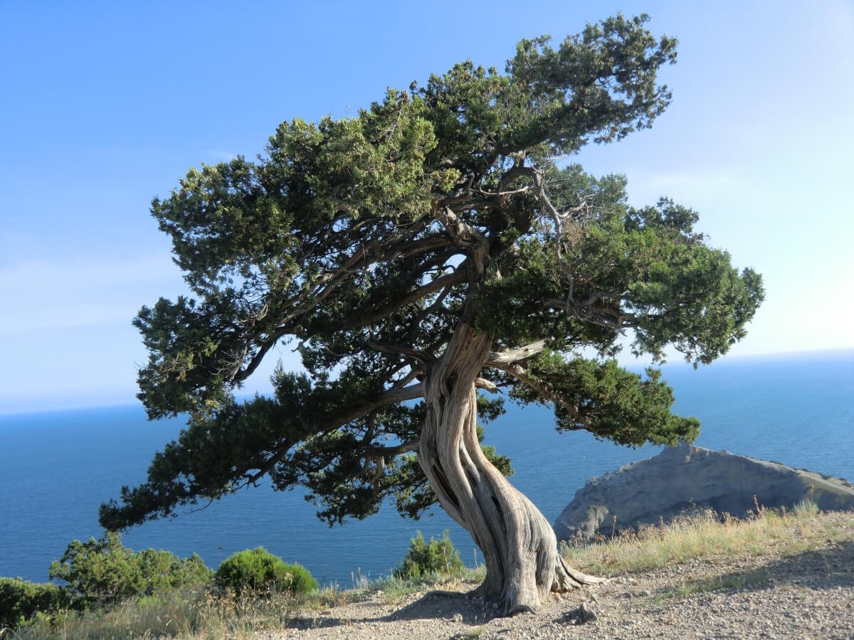 Можжевельник высокий Juniperus Excelsa