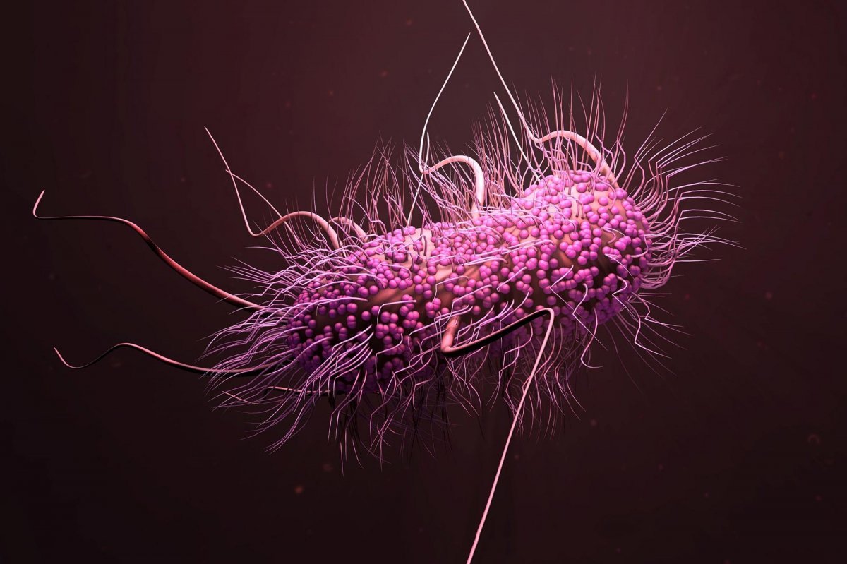 Escherichia coli жгутики