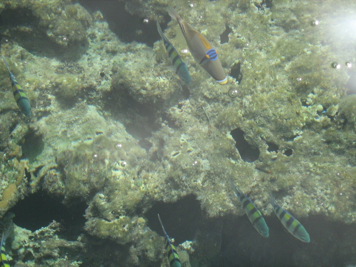 Красное море заливы