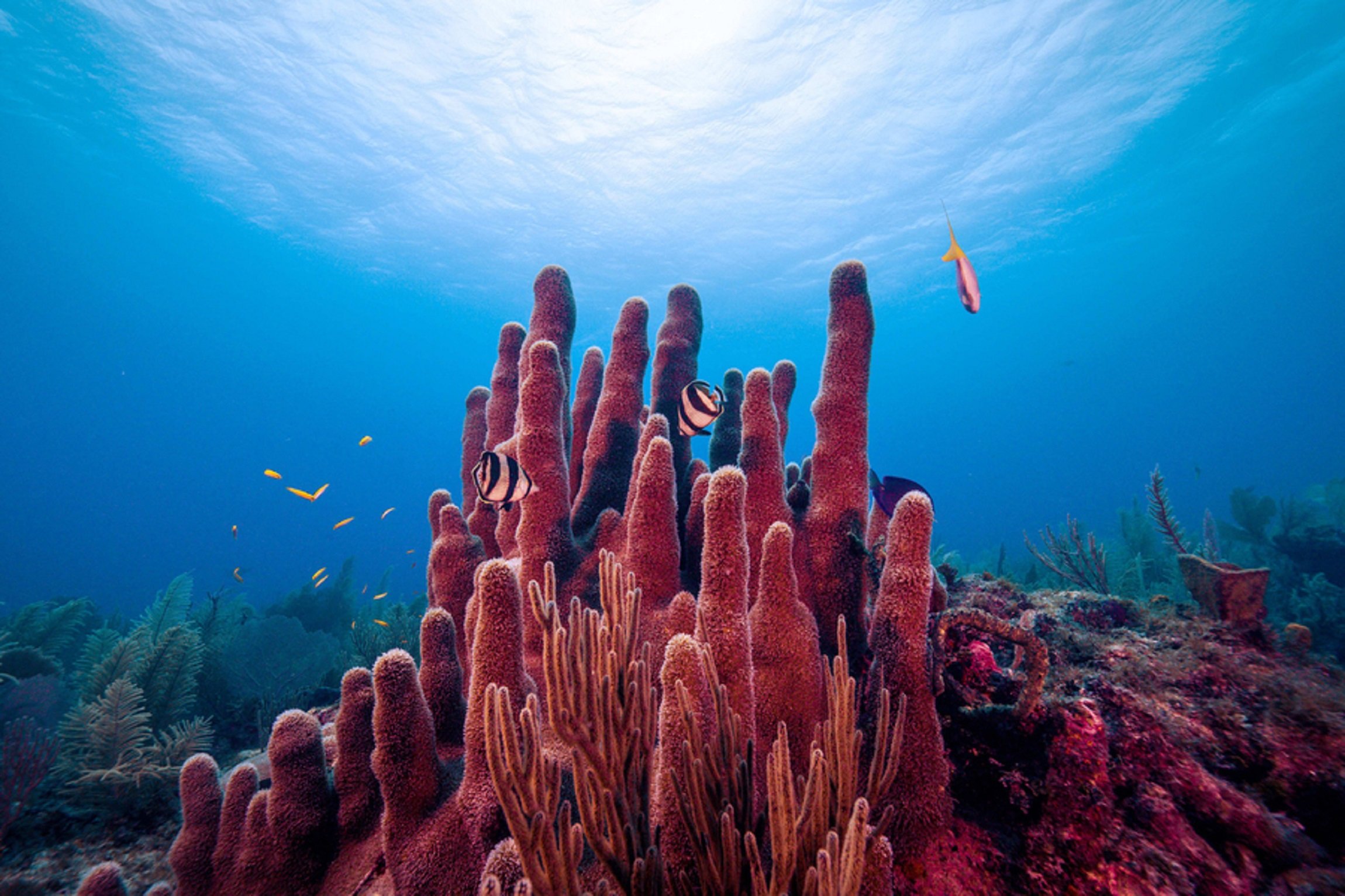El coral. Коралловые полипы рифы. Большой Барьерный риф коралловые полипы. Лагуна кораллового рифа. Атлантический океан коралловый риф.