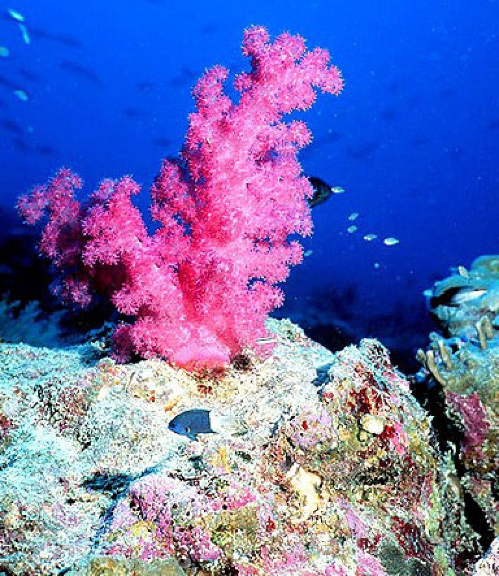 Кораллы эгейского моря