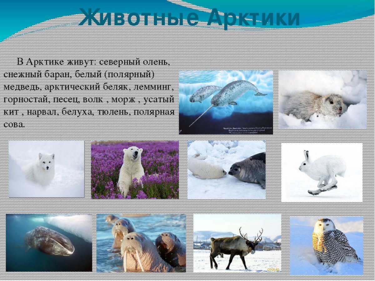 Животный мир Арктики кратко