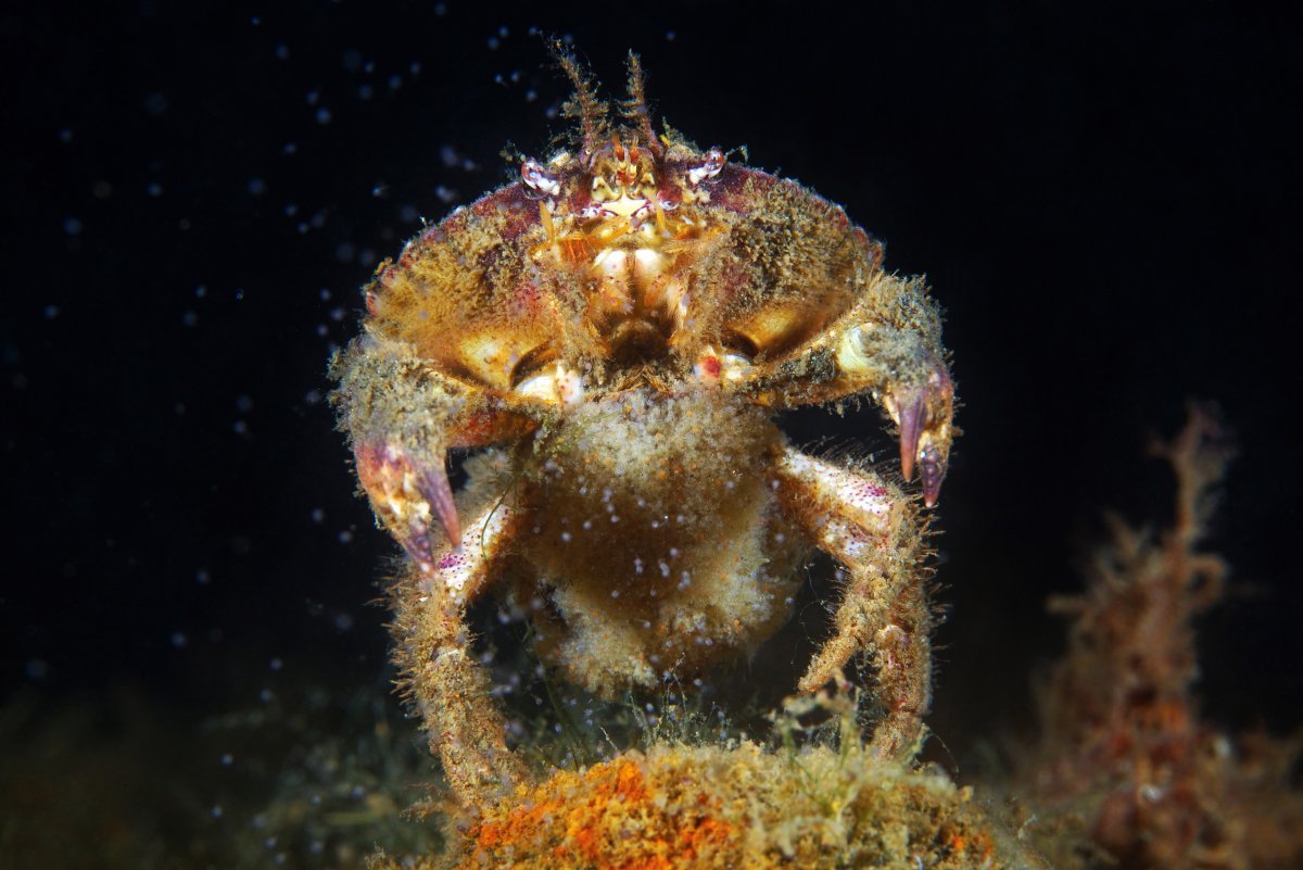 Glebocarcinus amphioetus