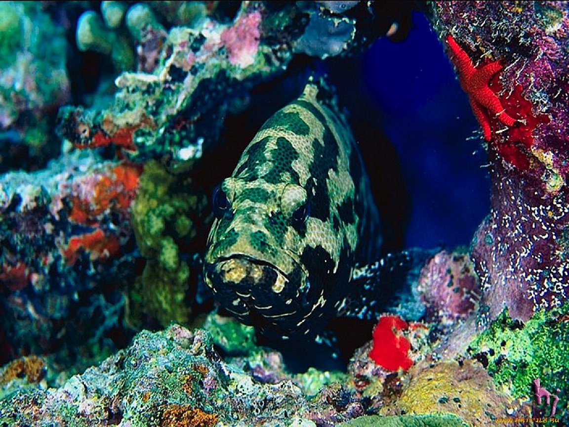 Рыбы японского моря
