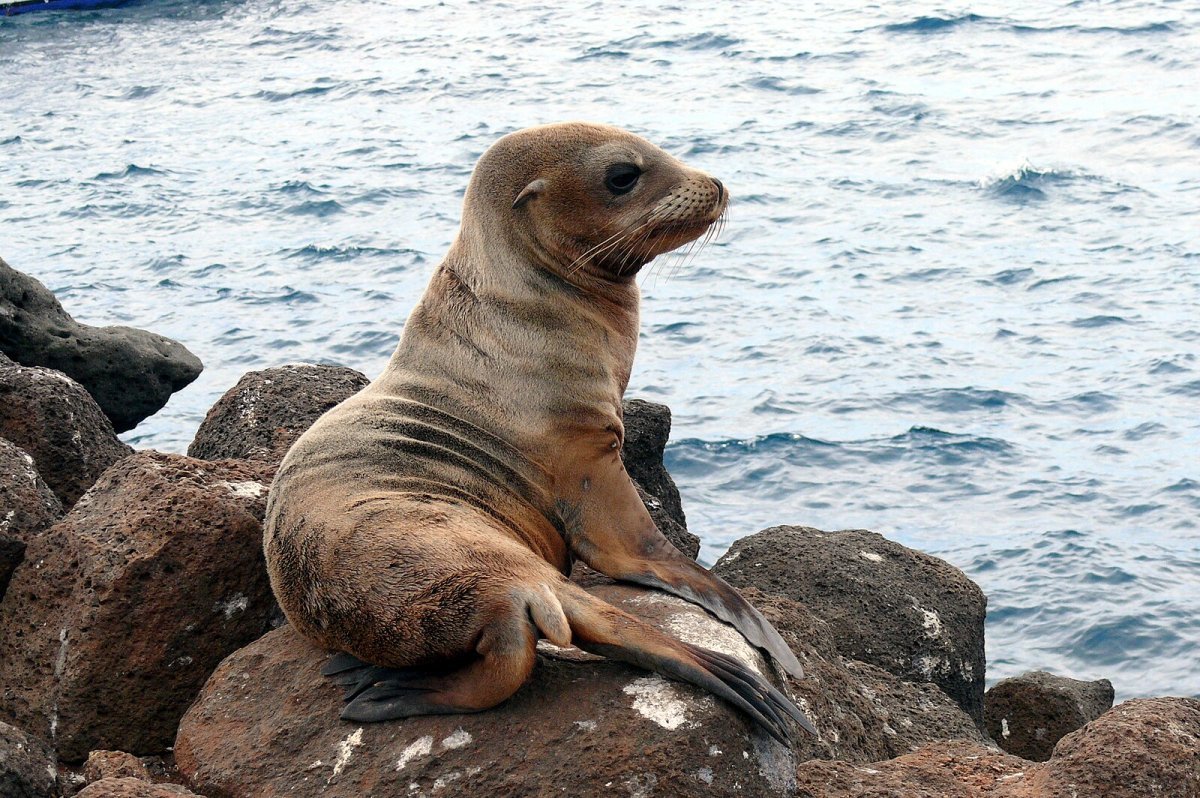 Zalophus wollebaeki