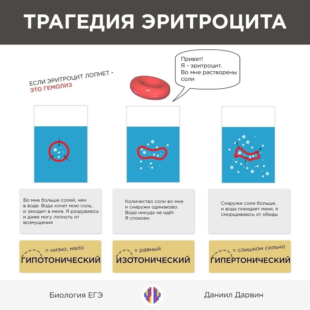 Гипертонический раствор ЕГЭ биология