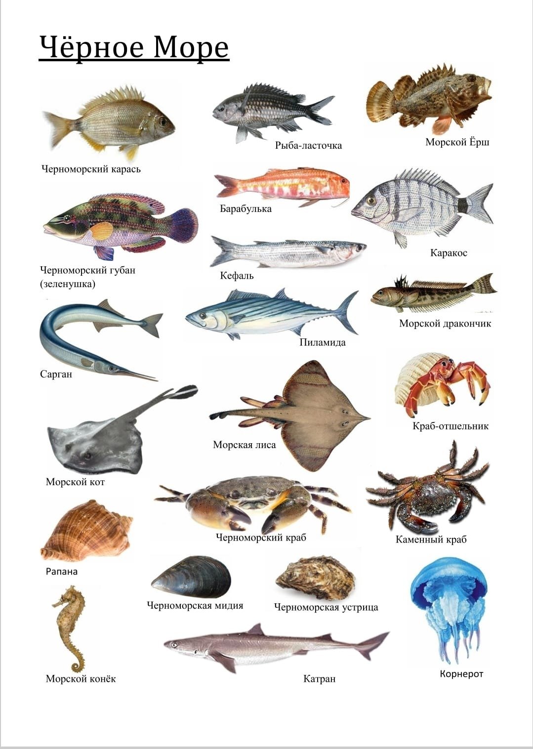 Черное море животные моря