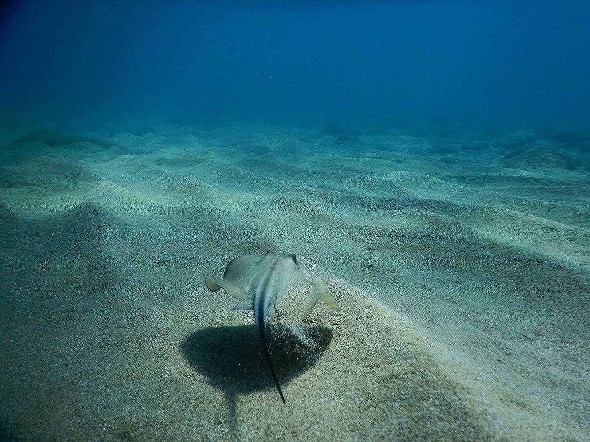 Морские жители черного моря