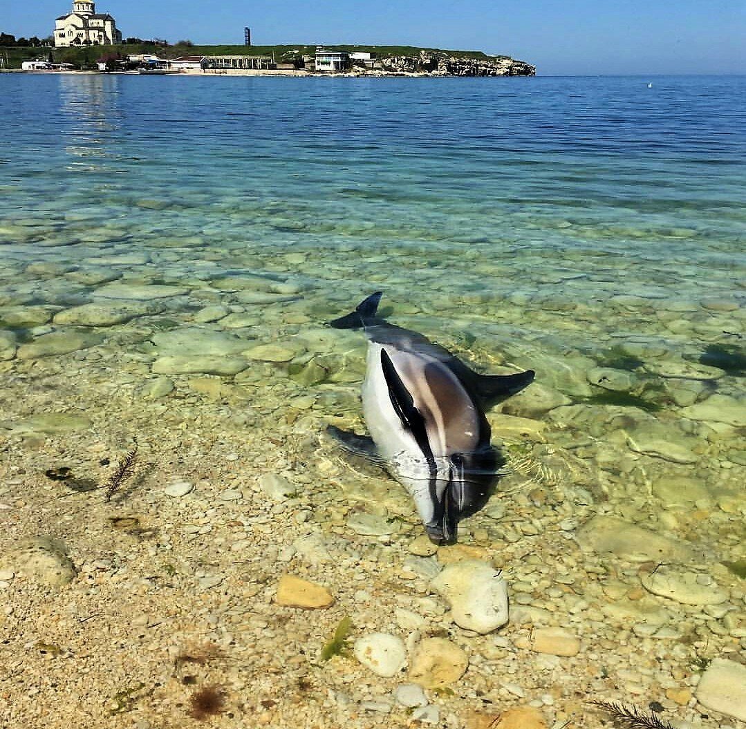 Дельфины белобочки черного моря