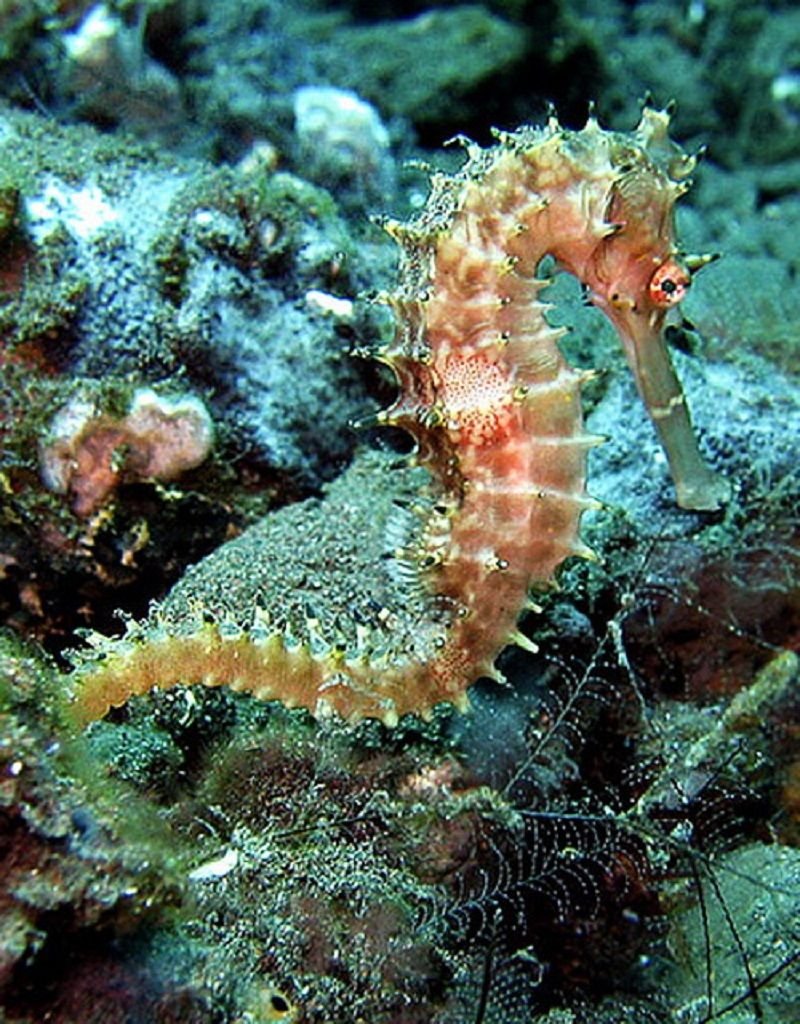 Море с морскими жителями