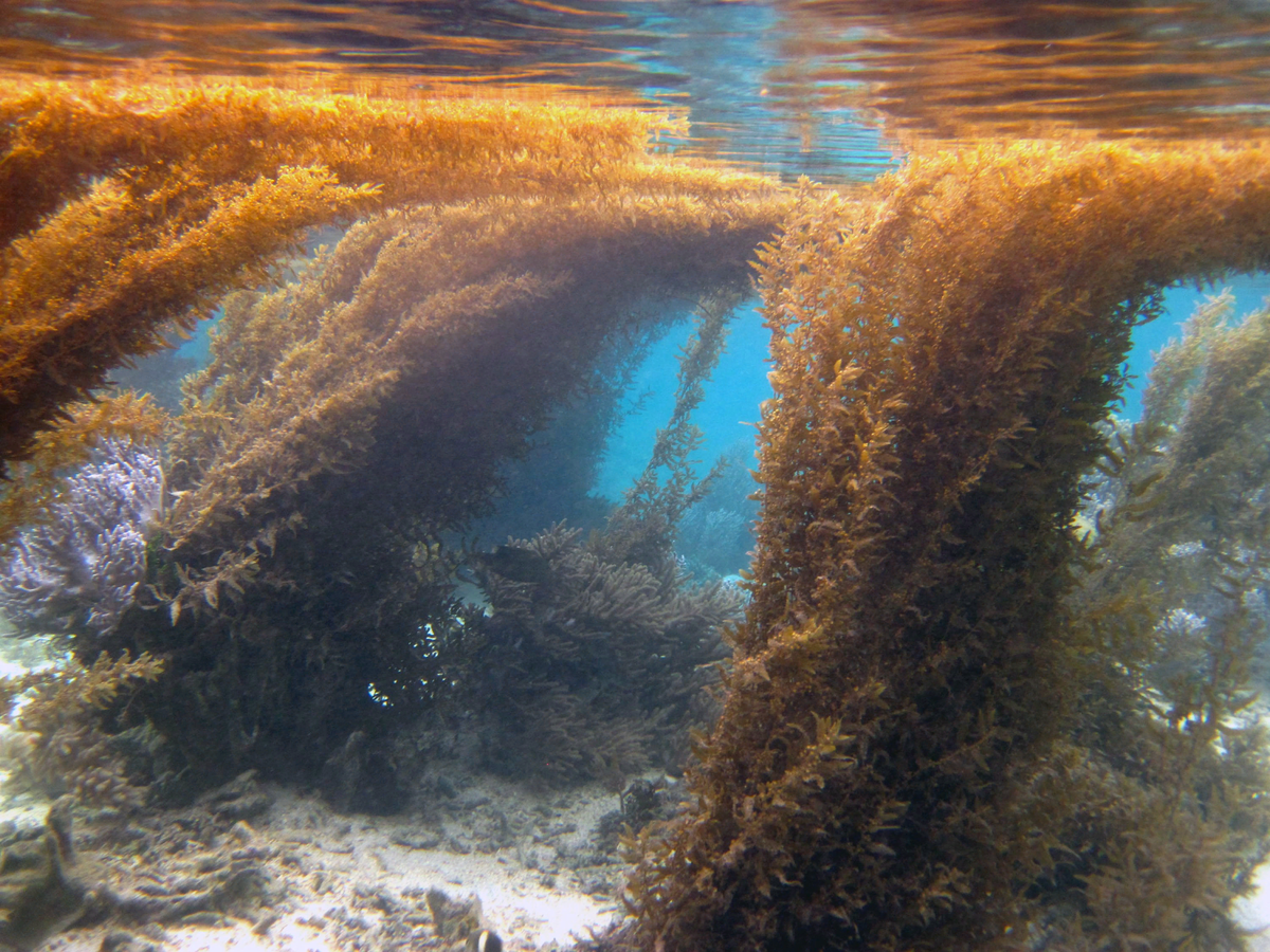 Саргассум водоросль