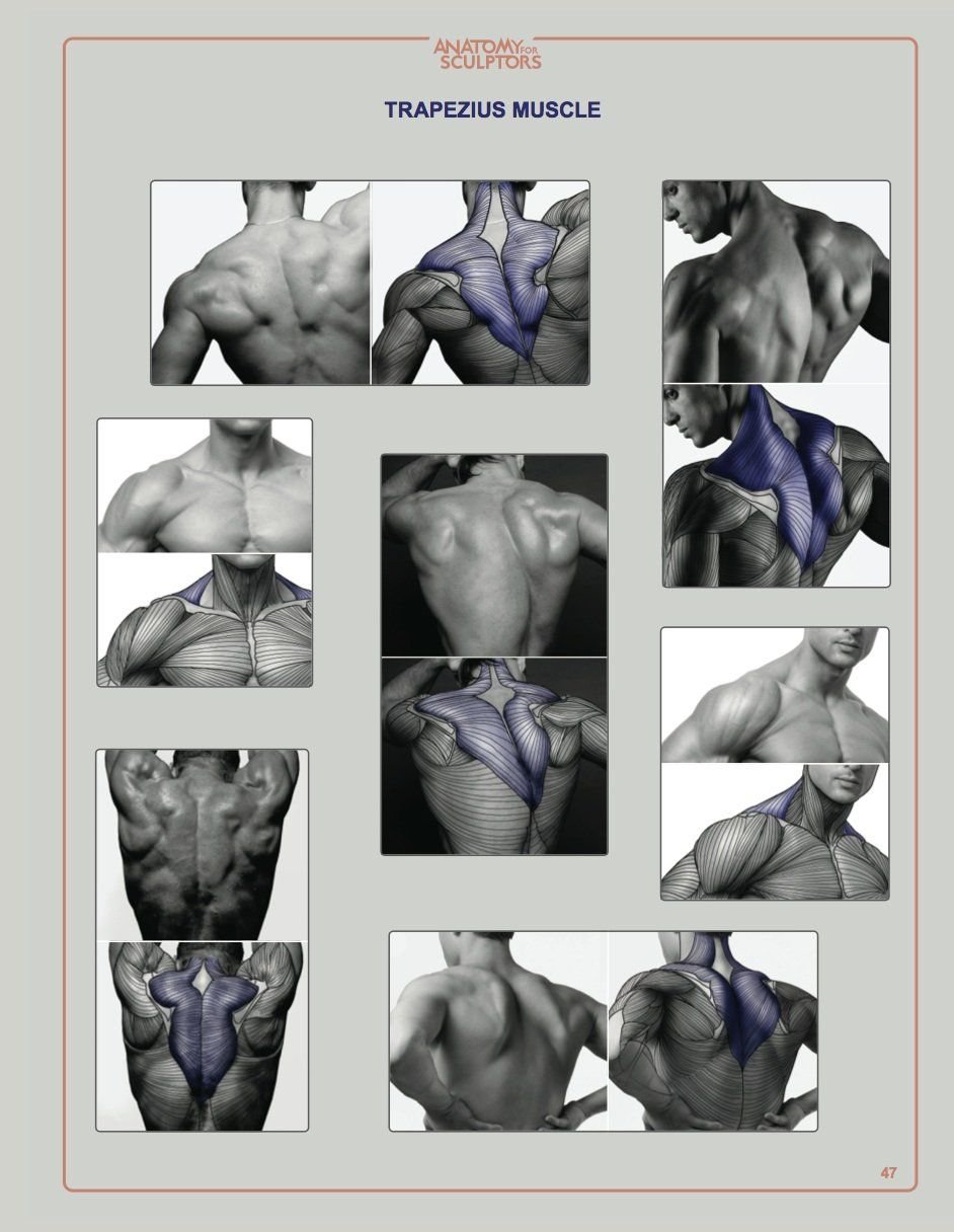Анатомия for sculptors