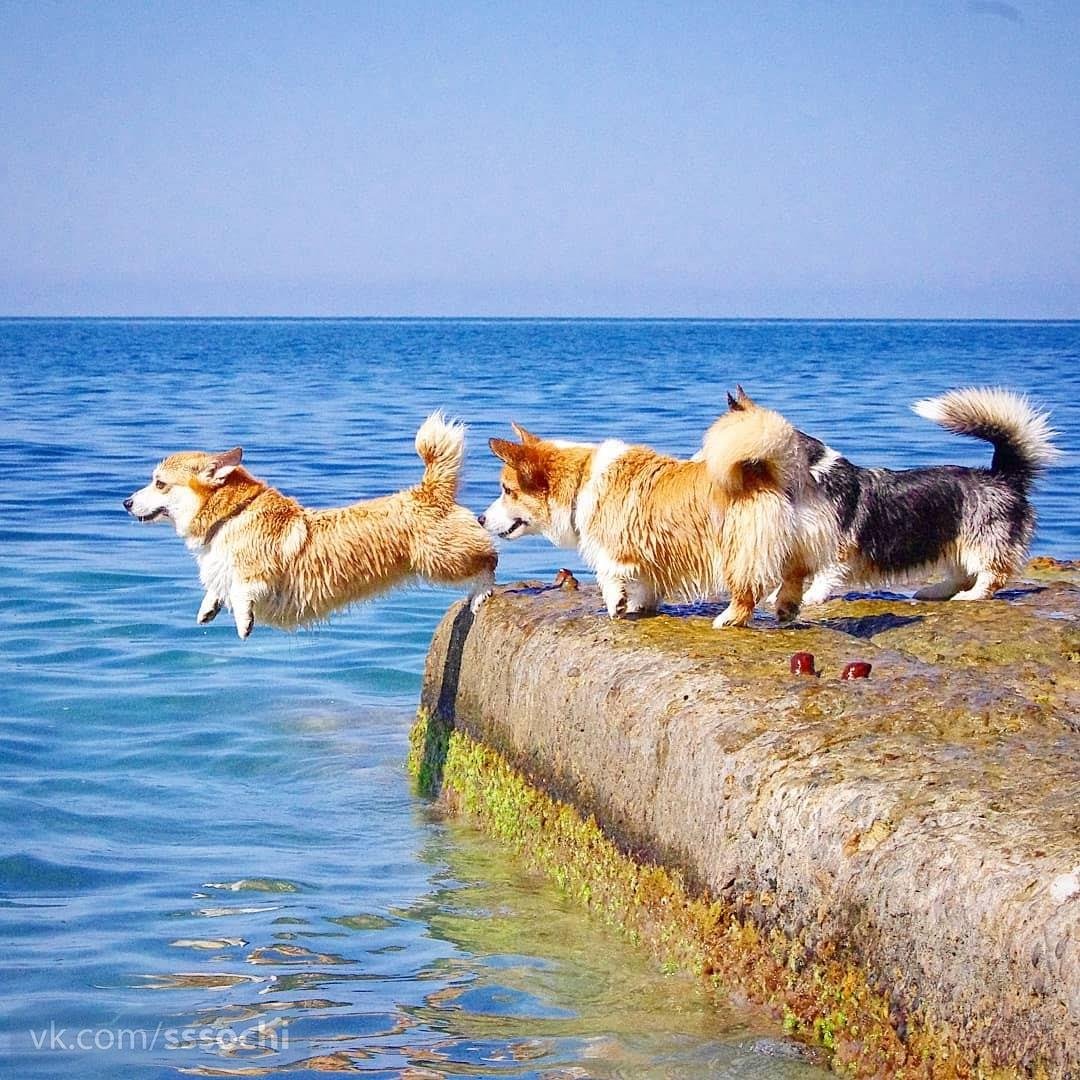 Собака на море