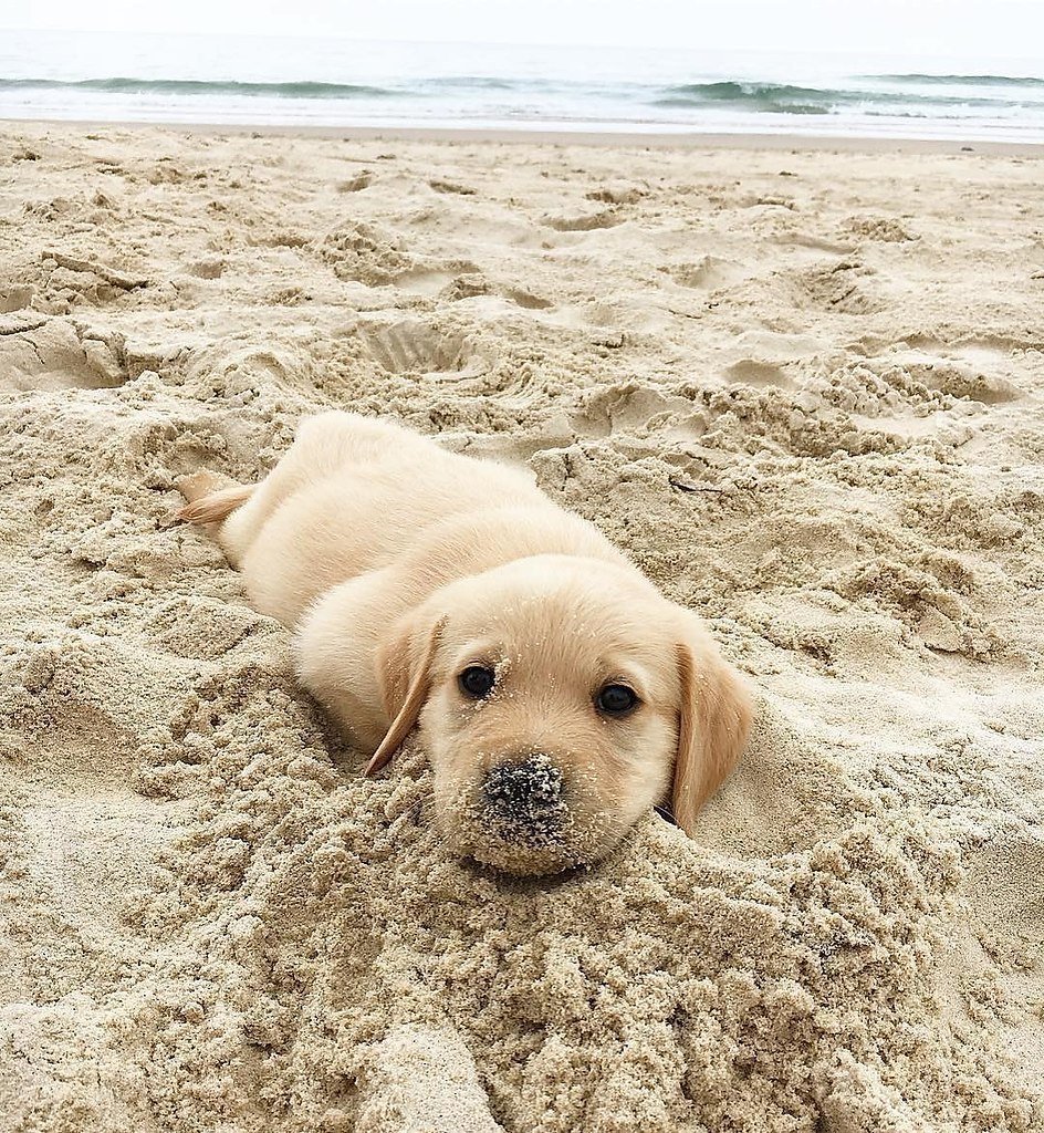 Собака на море