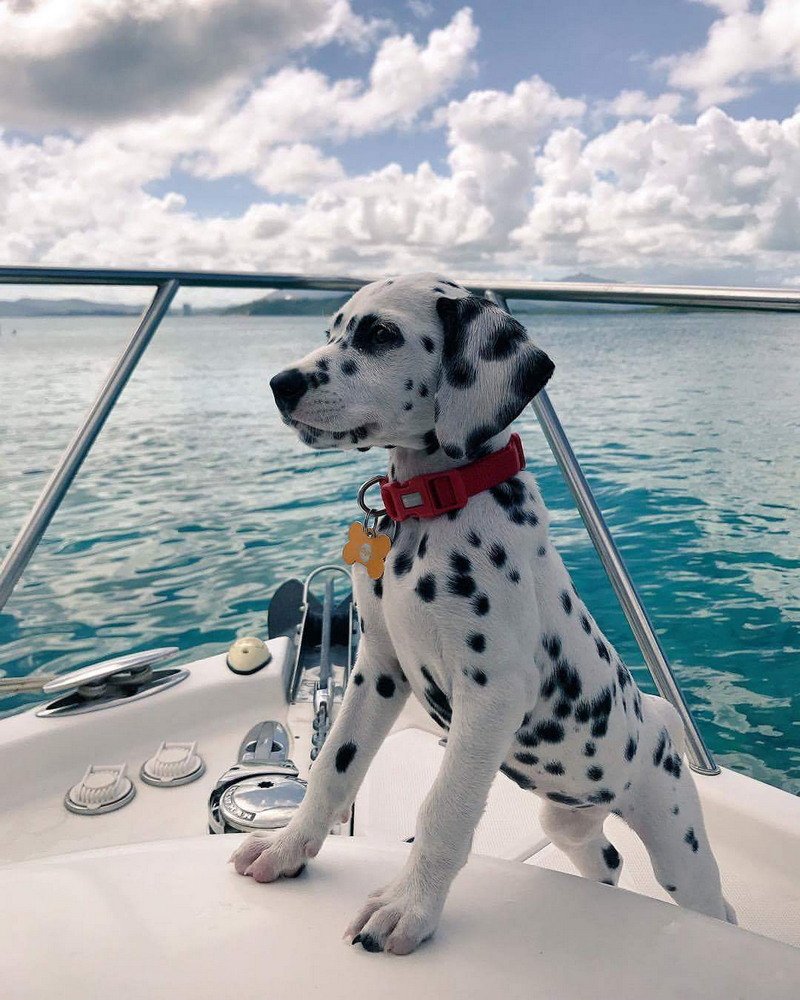 Собака на море