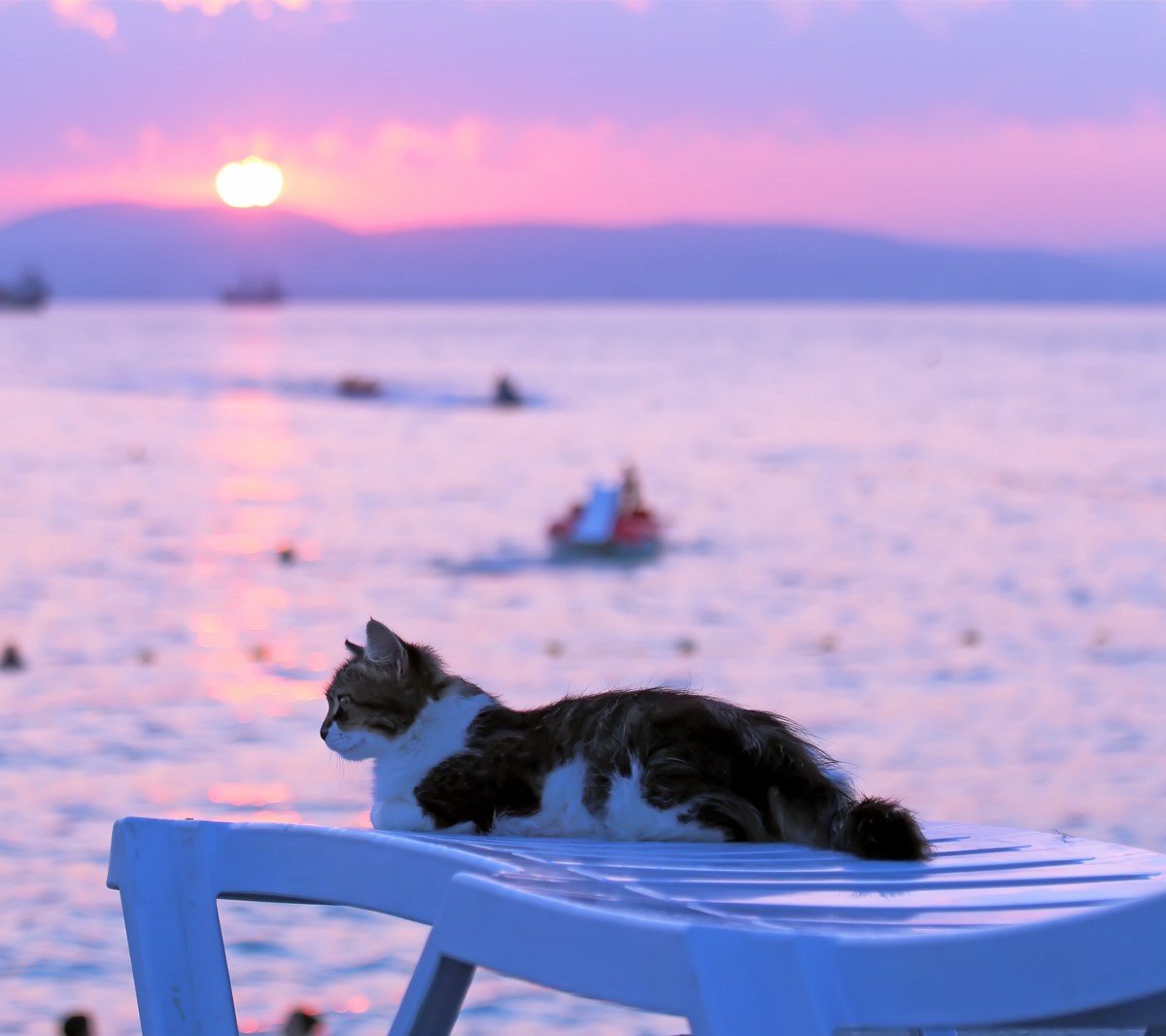 Кот в шезлонге на берегу моря