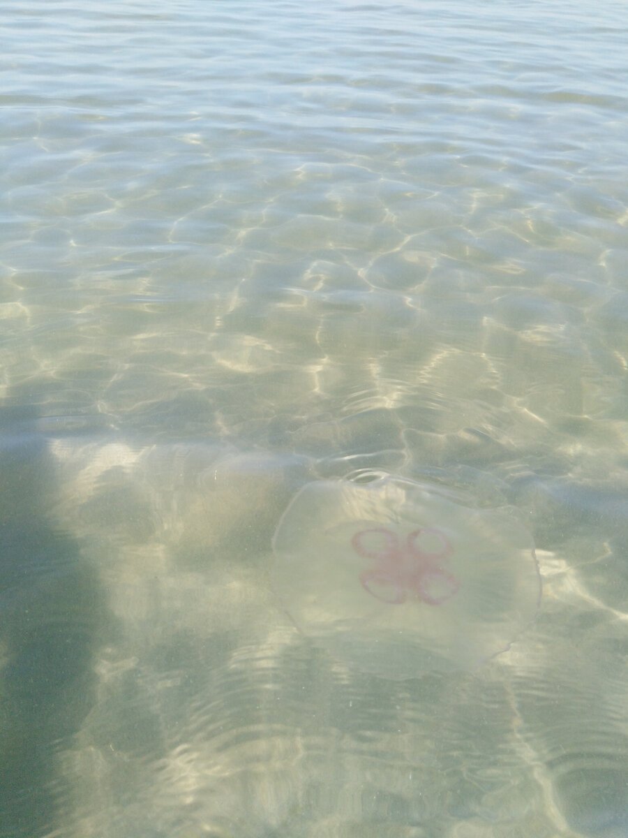 Синявинское море