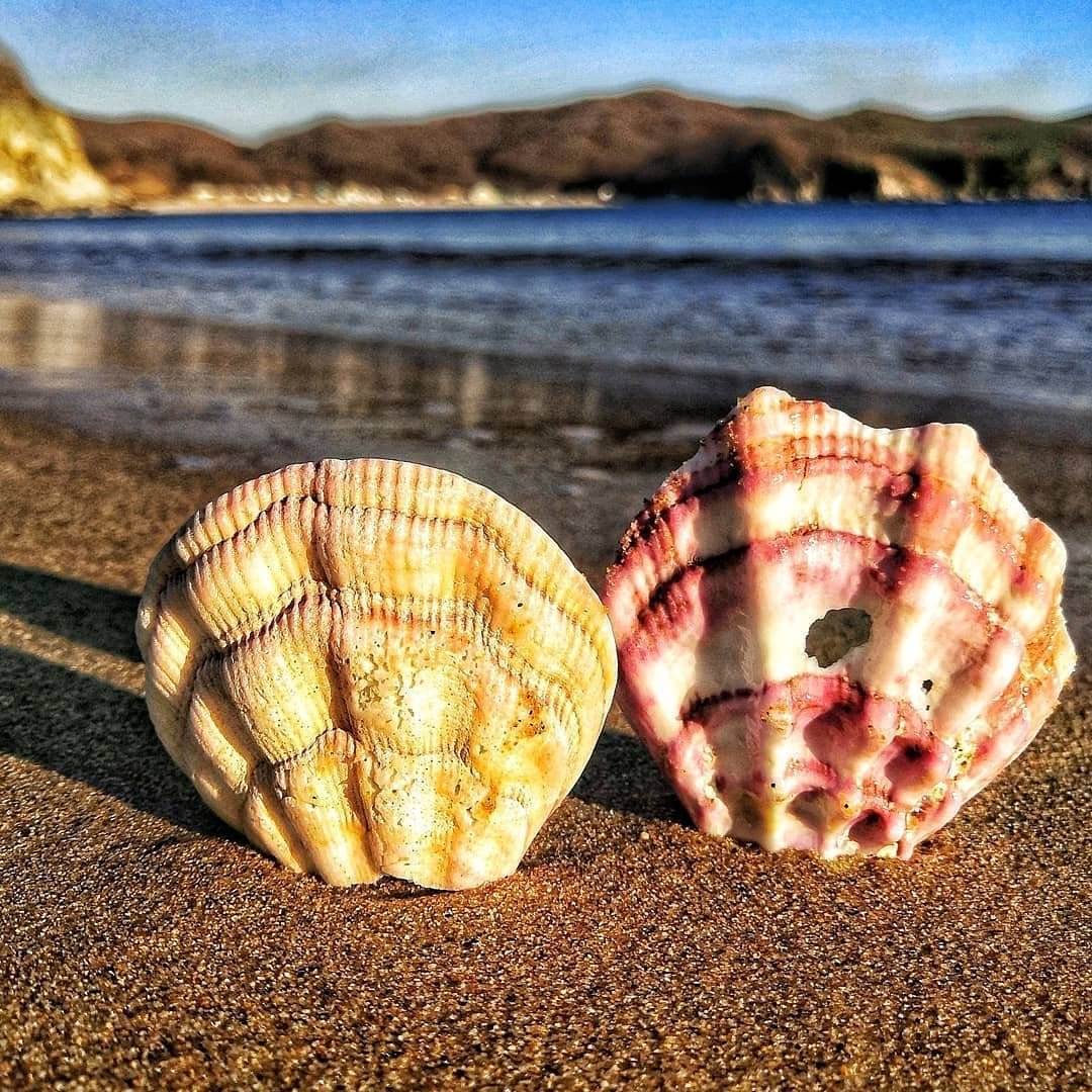 Ракушки японского моря