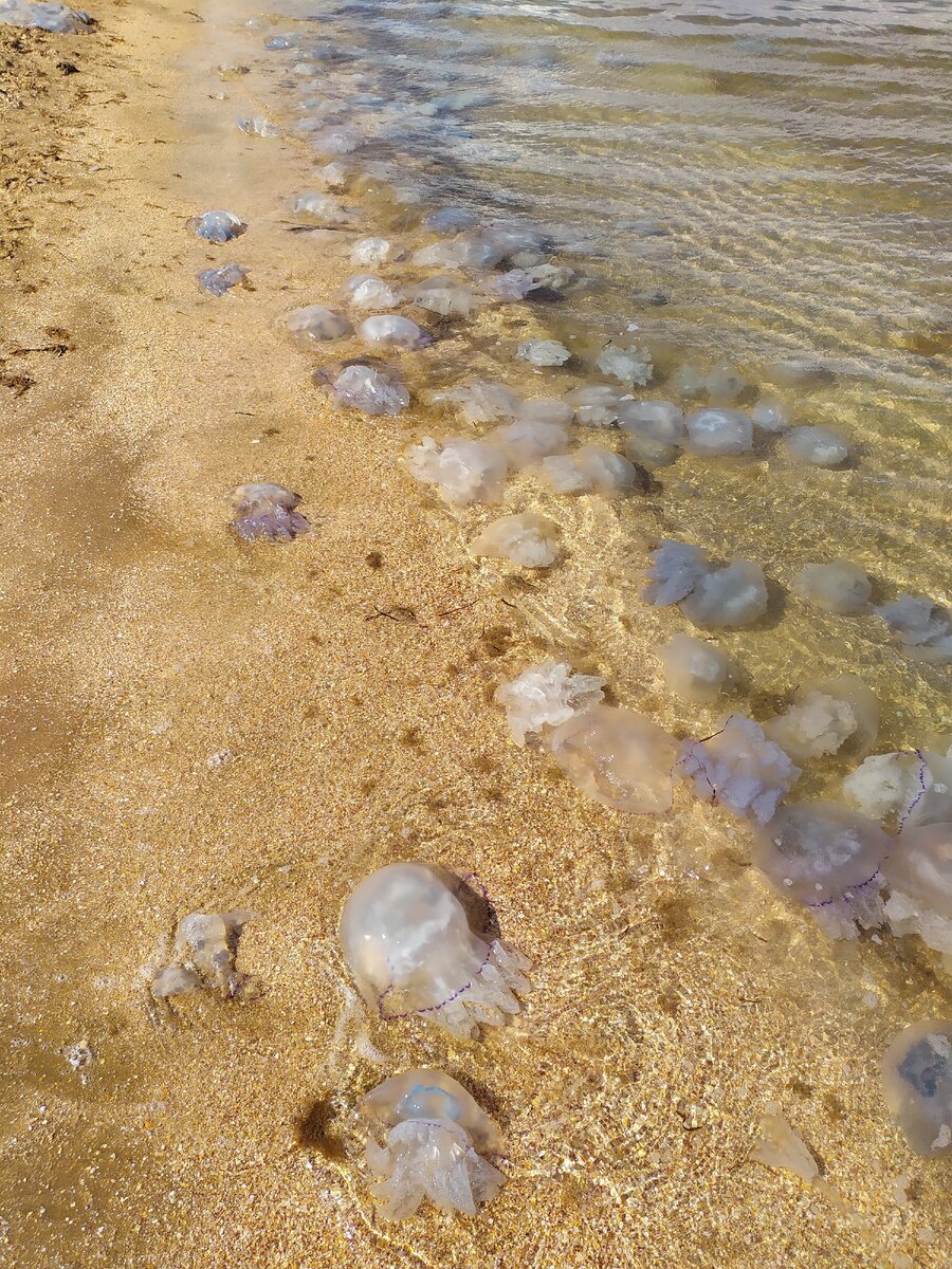 Медузы в Азовском море Пересыпь