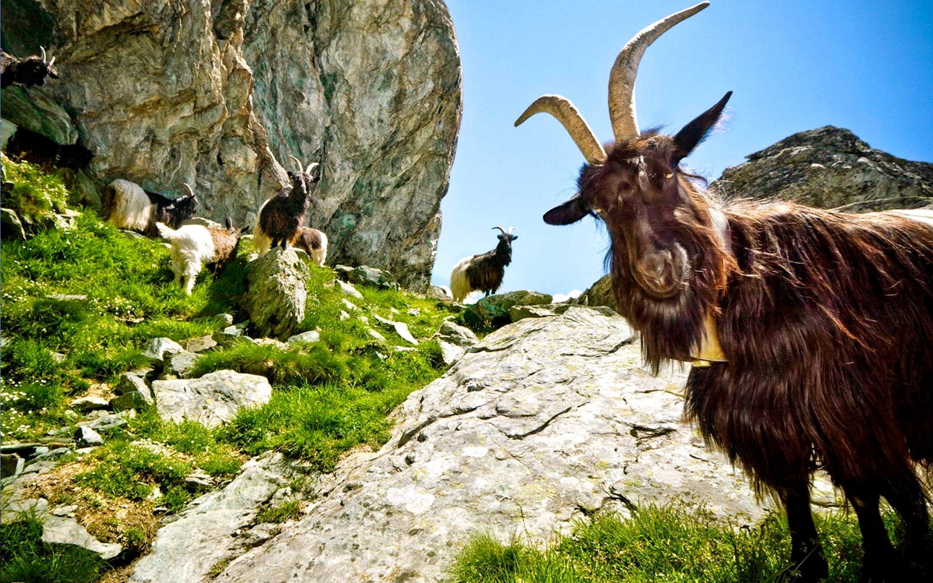 Козочка на небе 7 букв. Горный козел Тоскана. Высокогорная Альпийская коза. Тоскана коза. Горный козел Тянь Шаня.