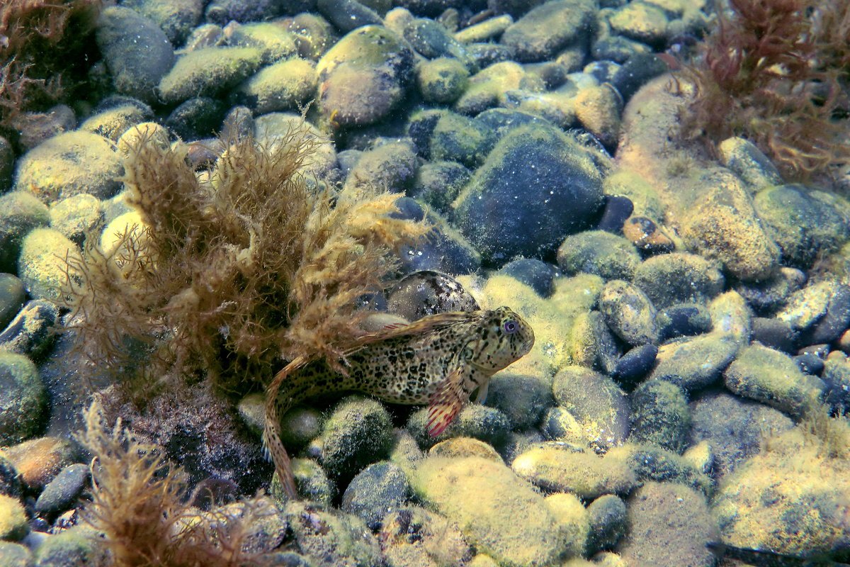 Подводный мир черного моря