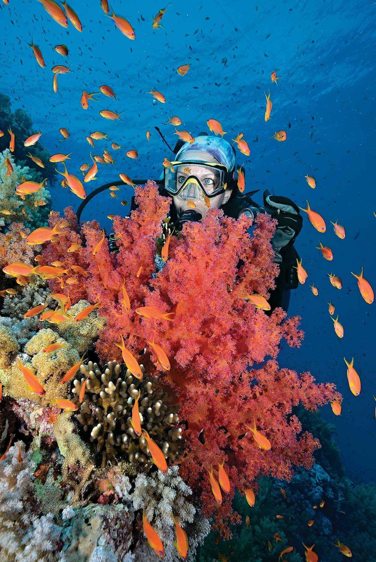 Египет центр дайвинга Red Sea