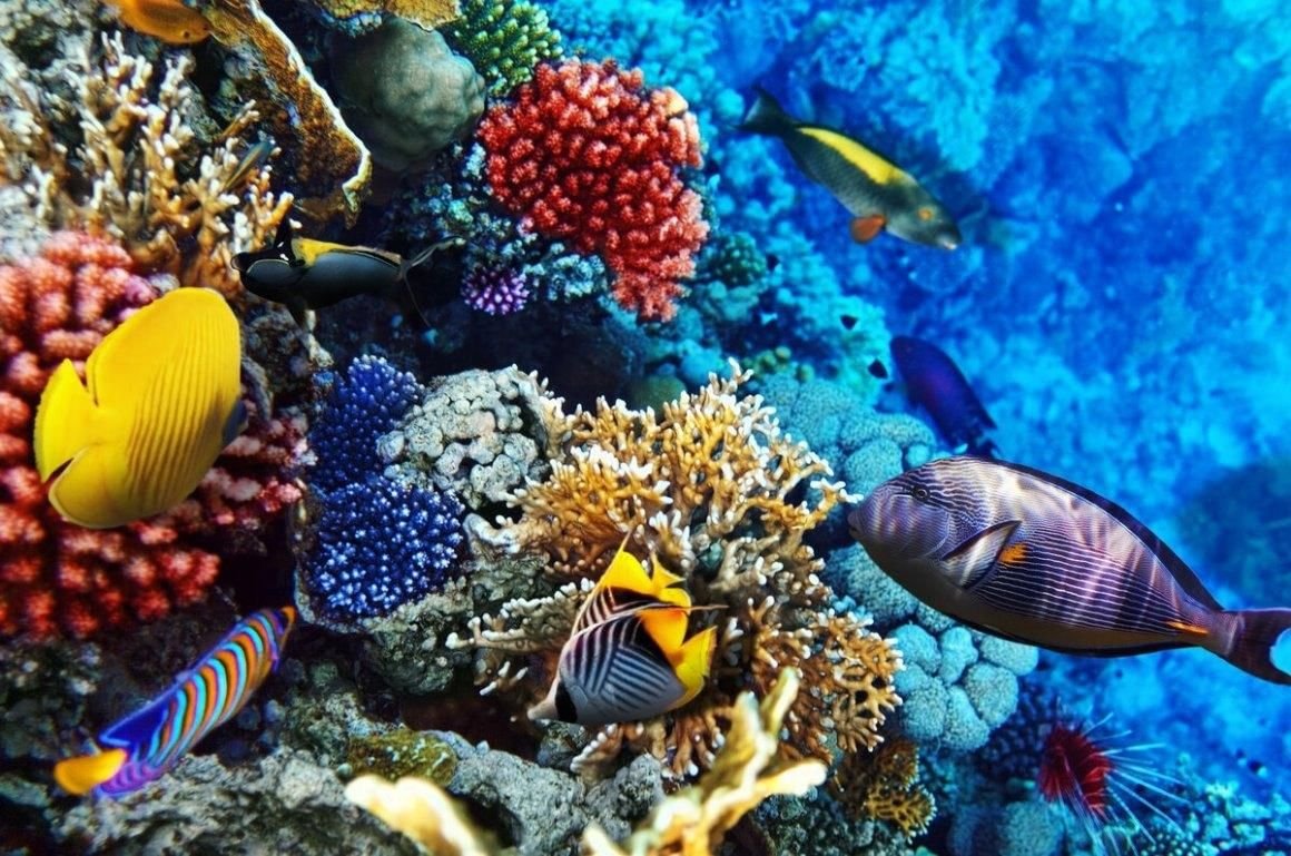 Коралловые рифы красного моря