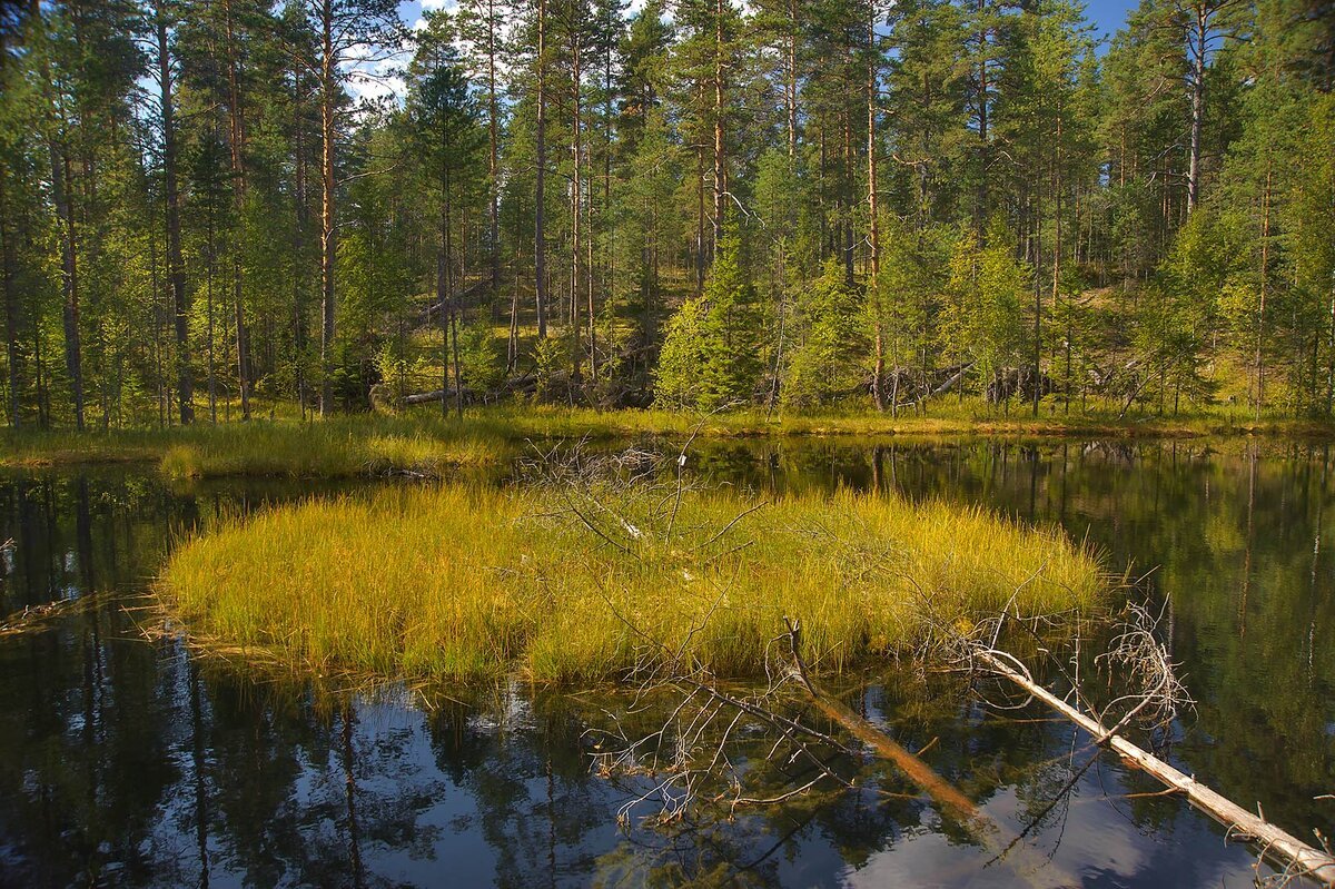 Клюквенное озеро Курск