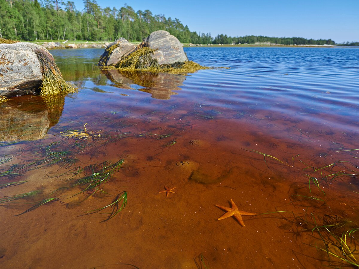 Белое море Карелия