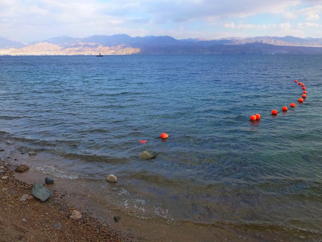 Барракуда красное море Эйлатский залив