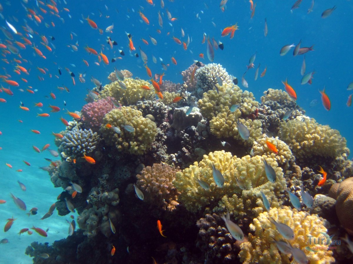 Красное море Макади