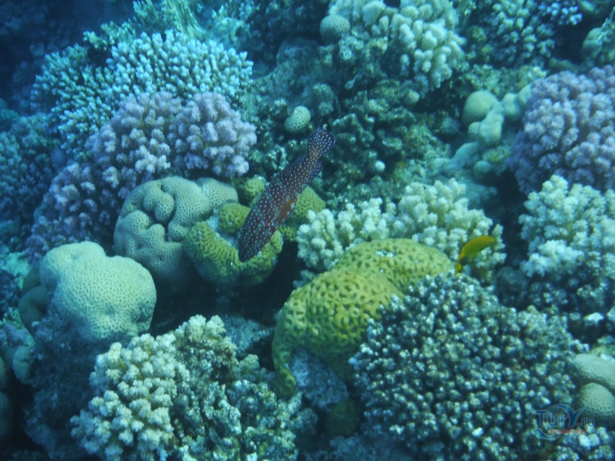 Остров перим красное море