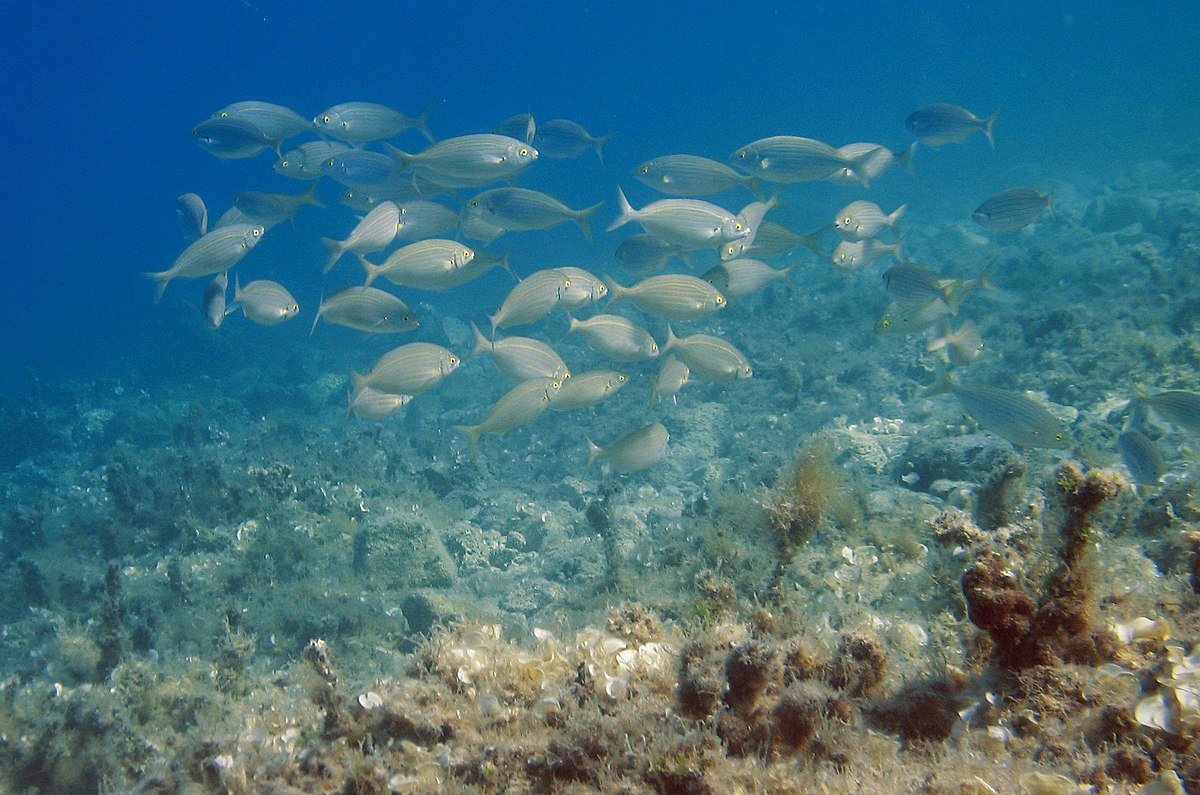 Рыбы Адриатического моря
