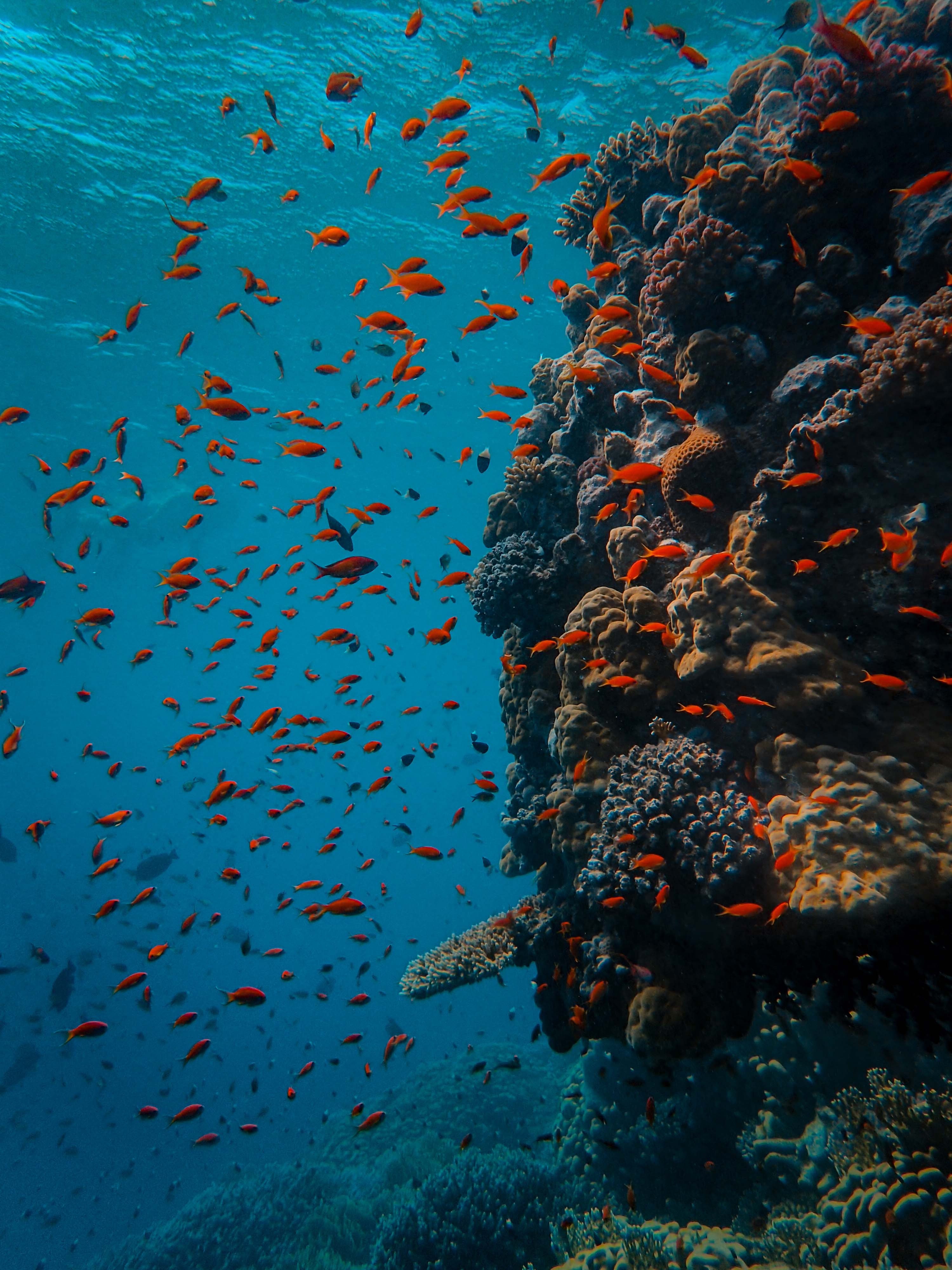 Красное Море Фото Под Водой