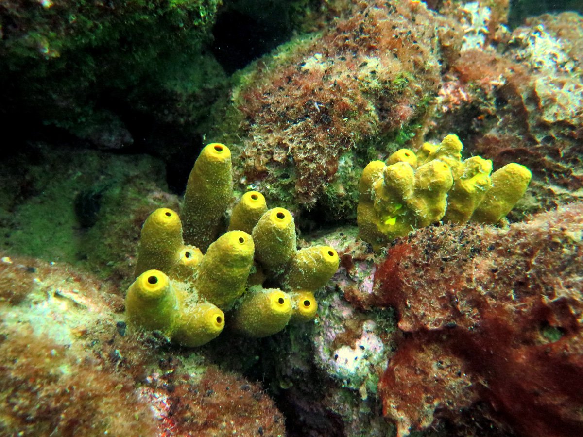 Флора Адриатического моря