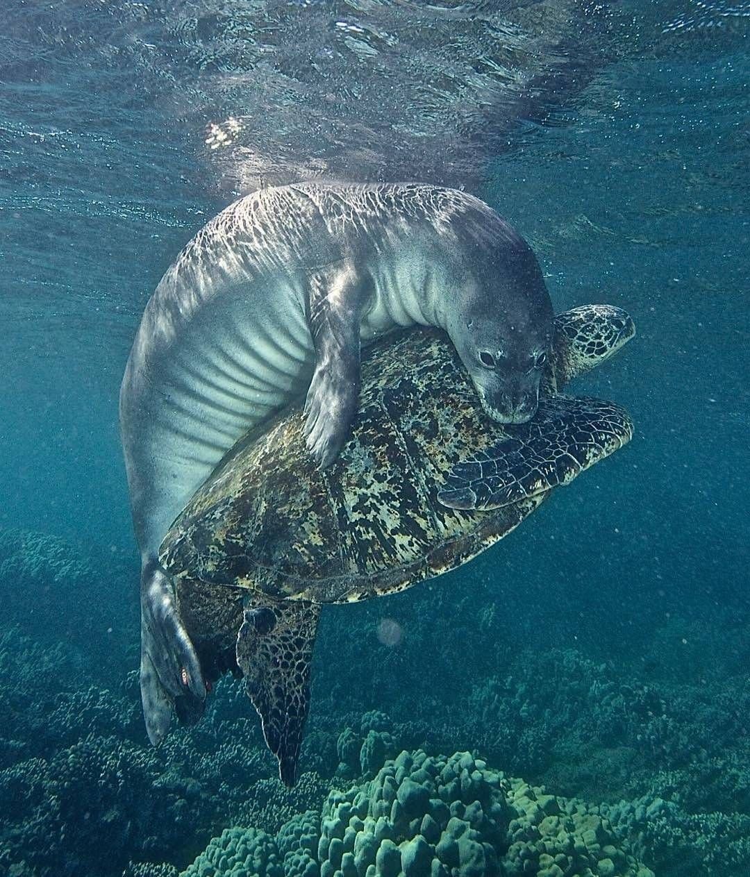 Морские животные