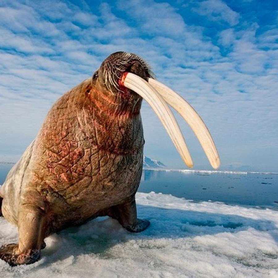 Атлантический морж