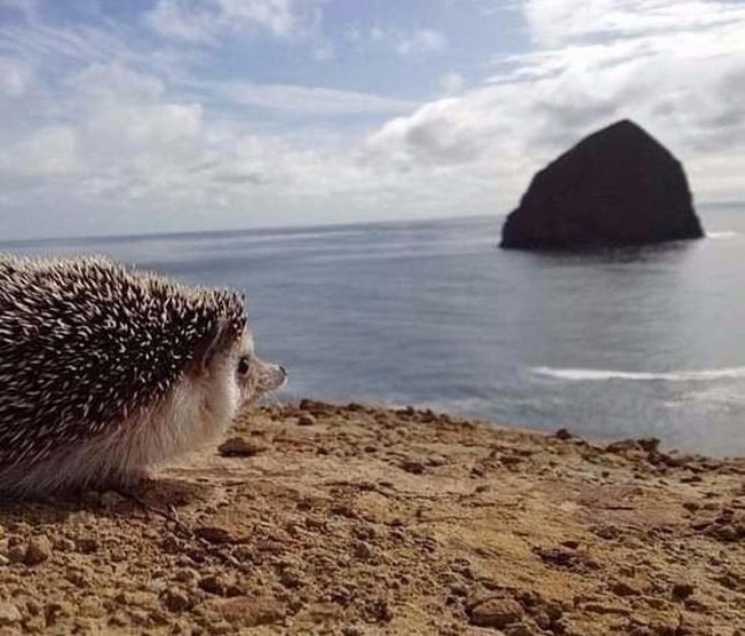Ежик на море