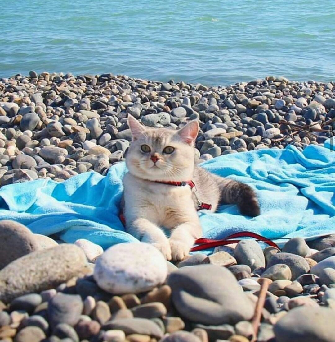 Кошка на пляже