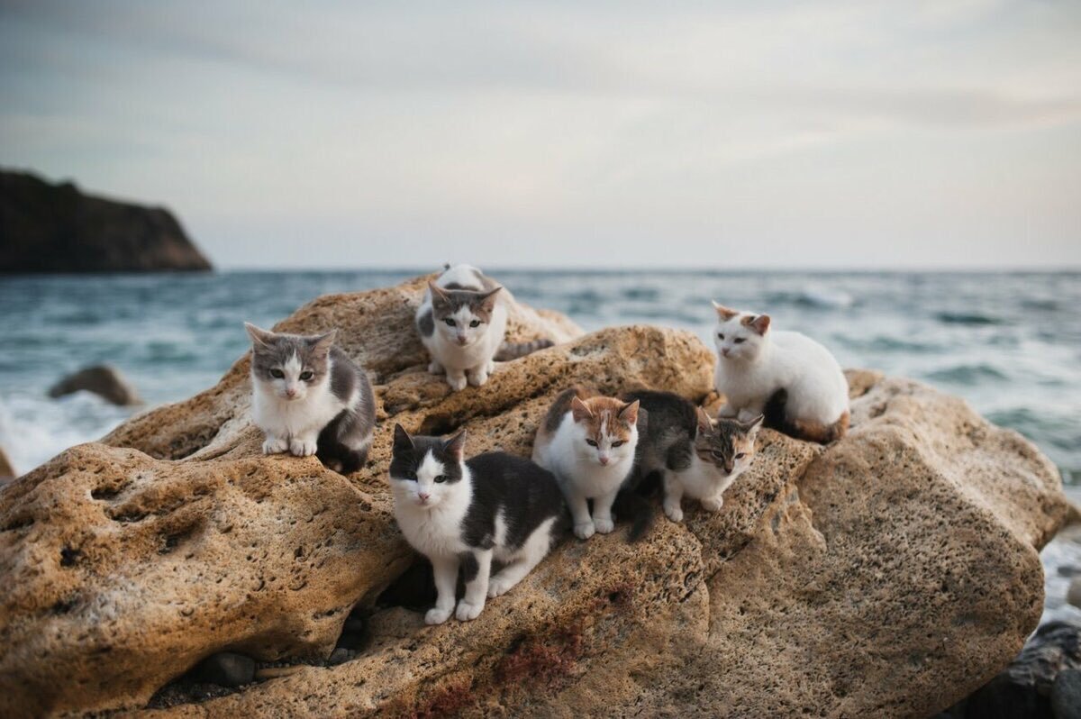 Крымские коты