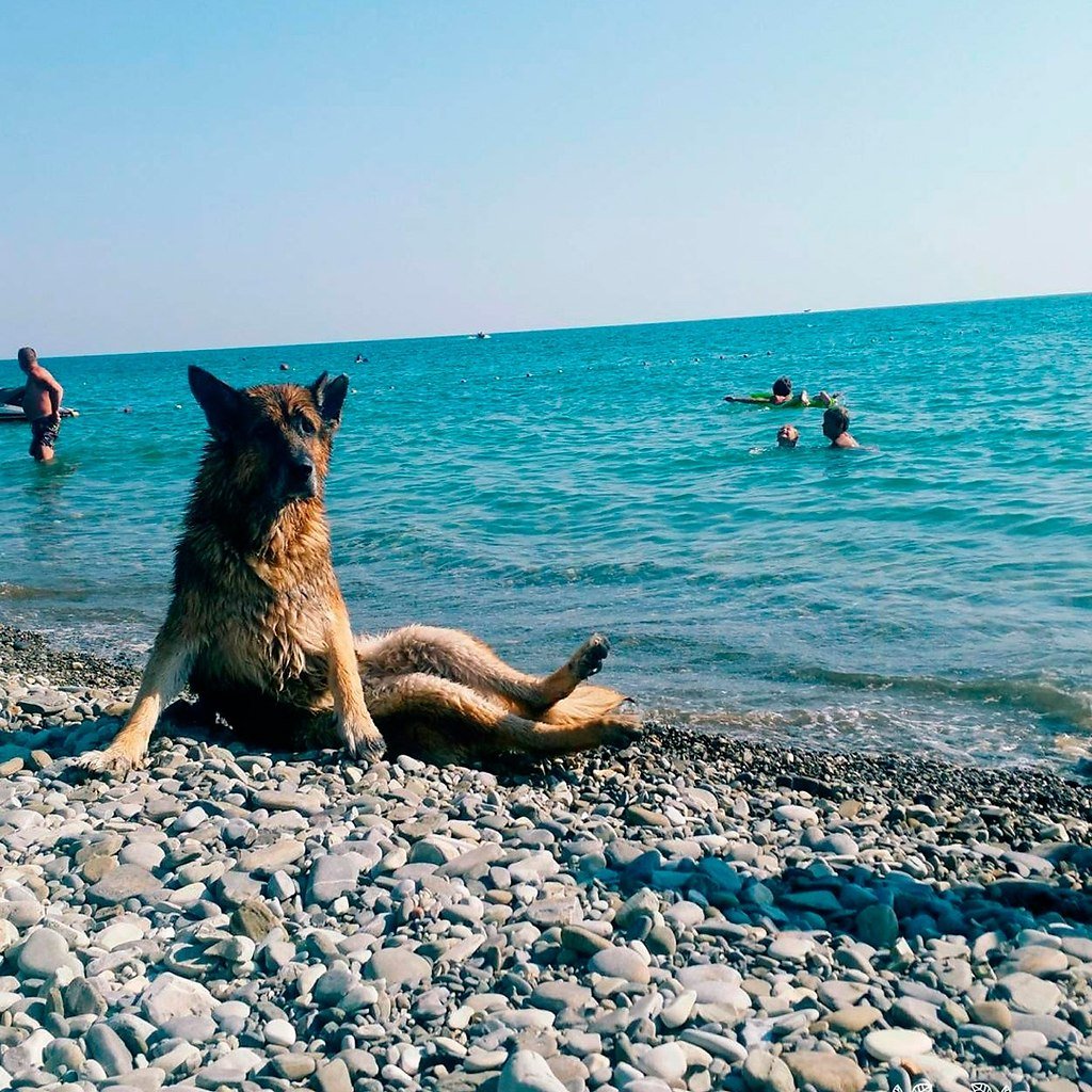 Собака на пляже