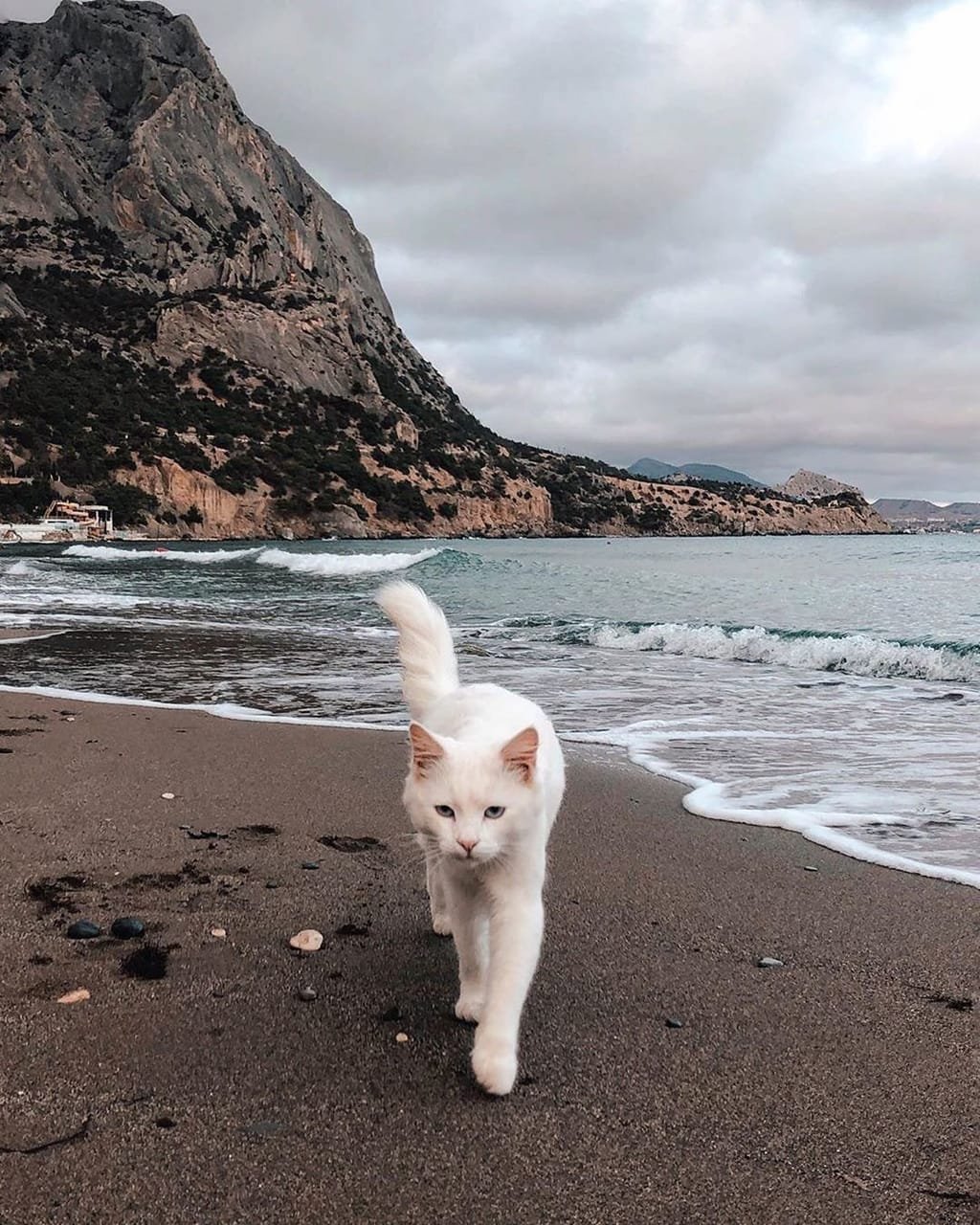 Кот на берегу моря