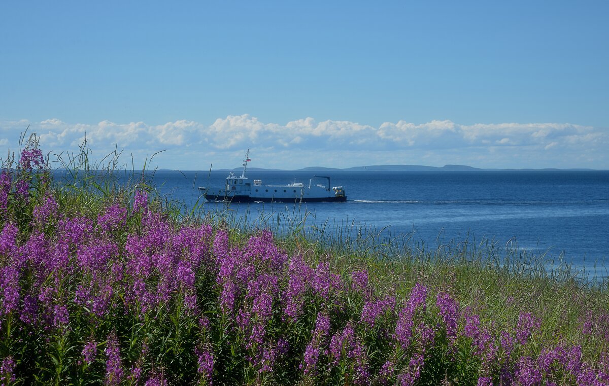 Остров вешняк белое море